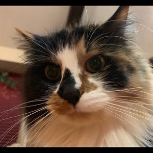 Meet your Posher, Cali jo